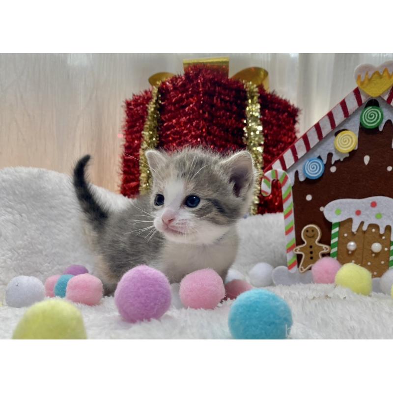 販売中の愛知県のミヌエット-132885の2枚目