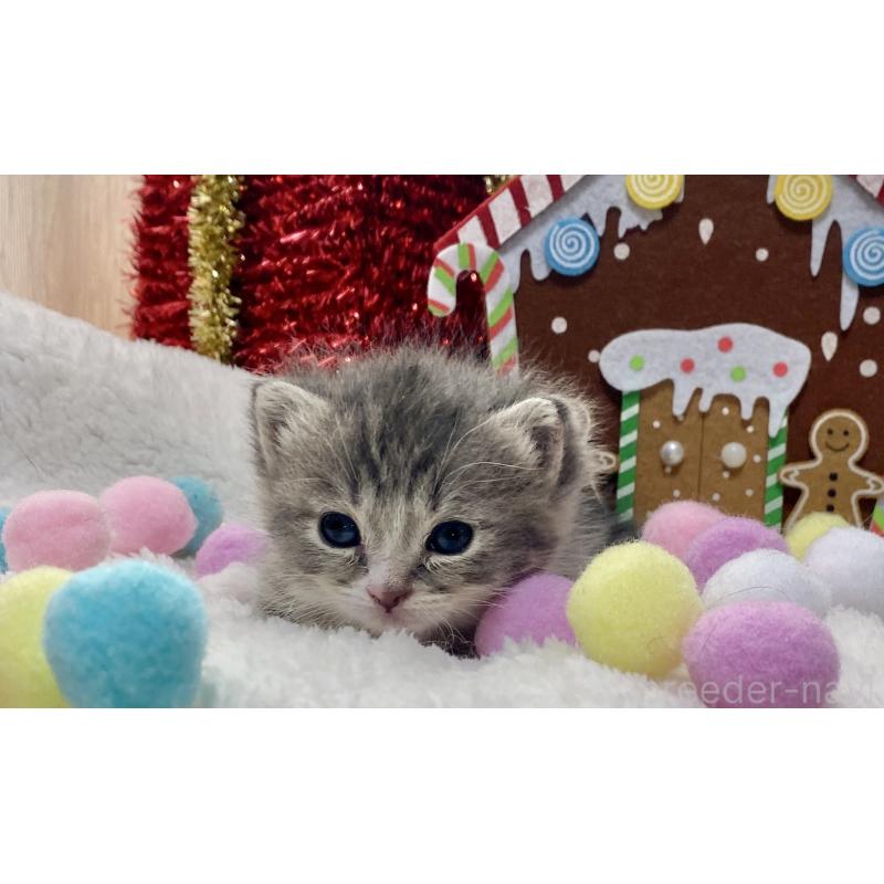 販売中の愛知県のミヌエット(短足)-132886の7枚目