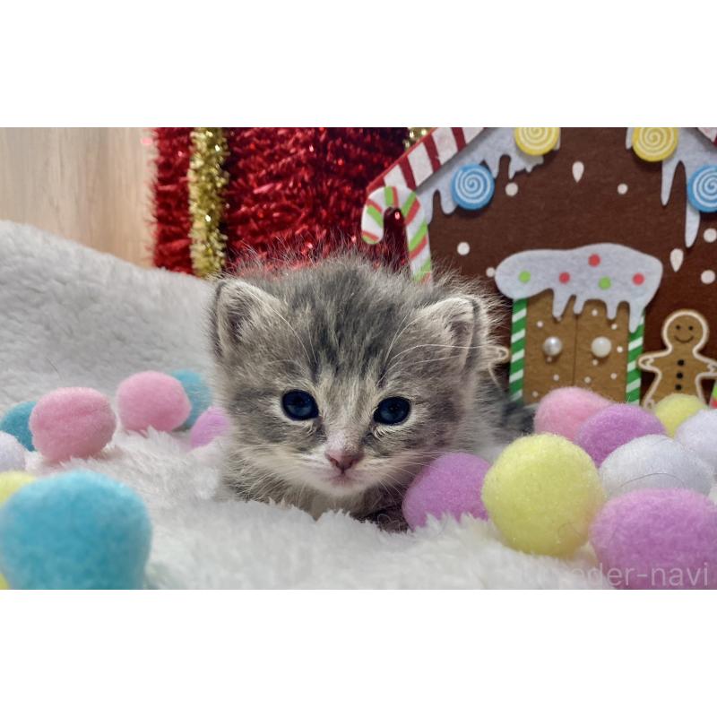 販売中の愛知県のミヌエット(短足)-132886の6枚目