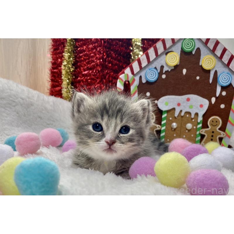 販売中の愛知県のミヌエット(短足)-132886の5枚目