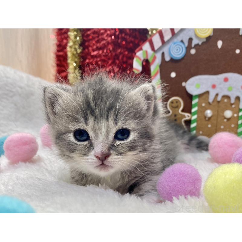 販売中の愛知県のミヌエット(短足)-132886の4枚目