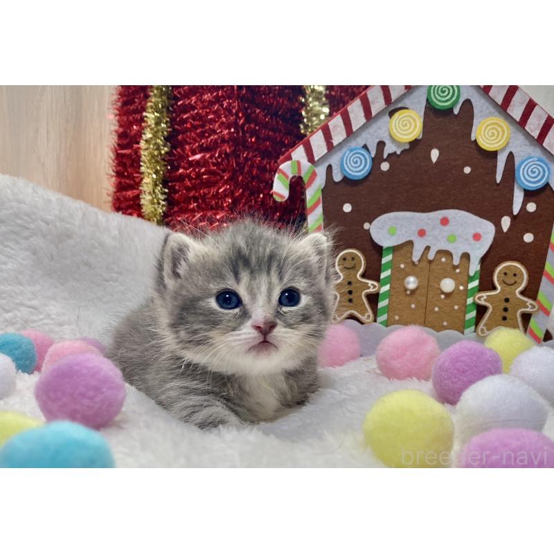 販売中の愛知県のミヌエット(短足)-132886の2枚目