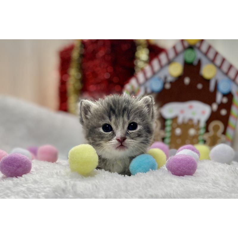 販売中の愛知県のミヌエット(短足)-132886の3枚目