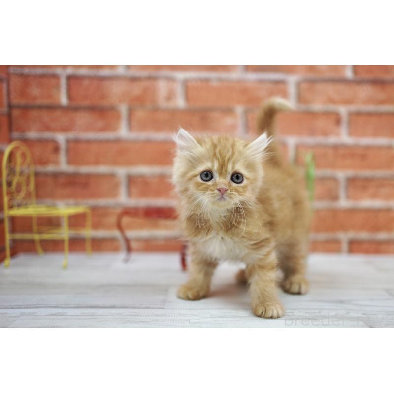 販売中の北海道のマンチカン-132887の5枚目