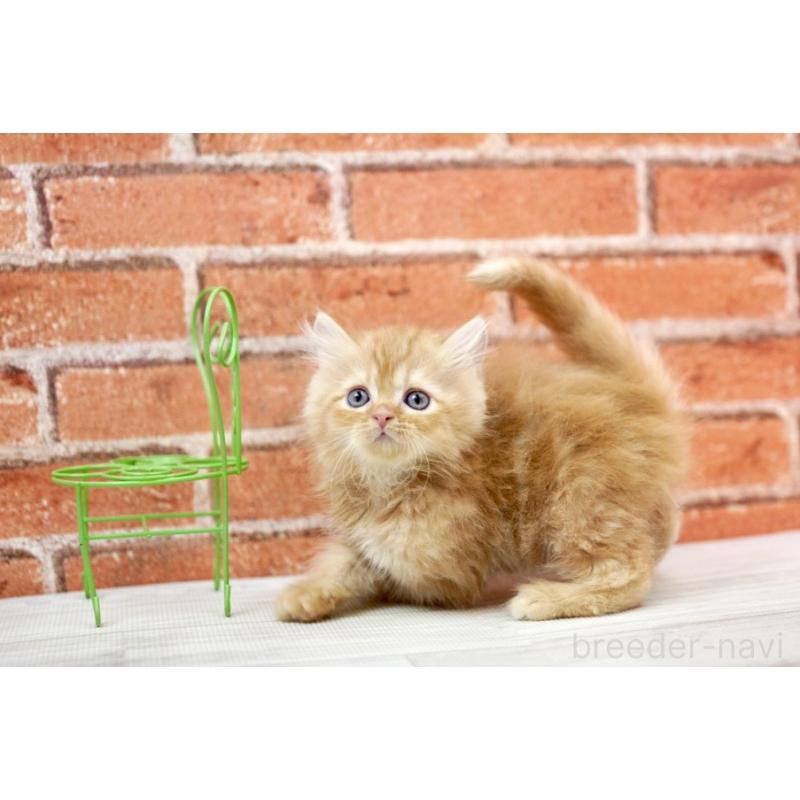 販売中の北海道のマンチカン-132887の4枚目