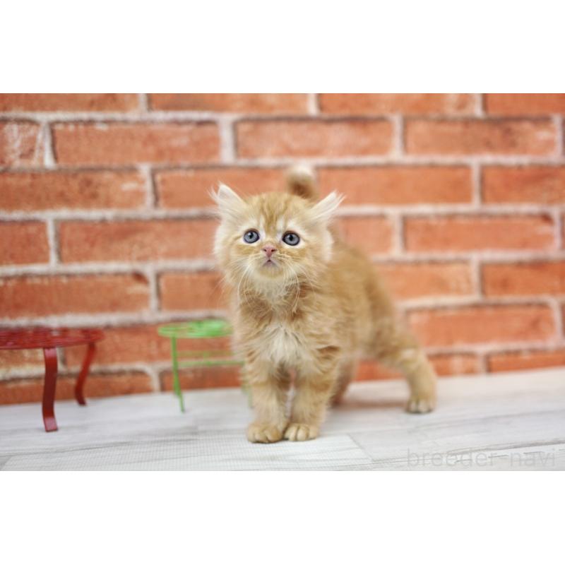 販売中の北海道のマンチカン-132887の3枚目