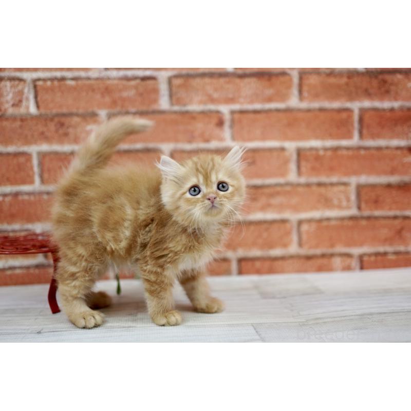 販売中の北海道のマンチカン-132887の2枚目