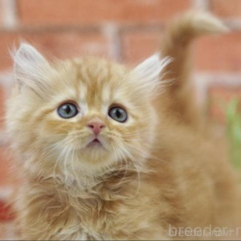 販売中の北海道のマンチカン-132887