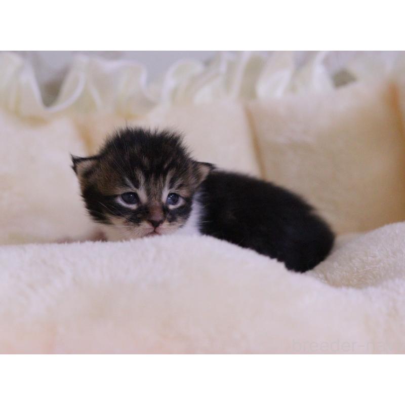 販売中の東京都のメインクーン-132888の5枚目