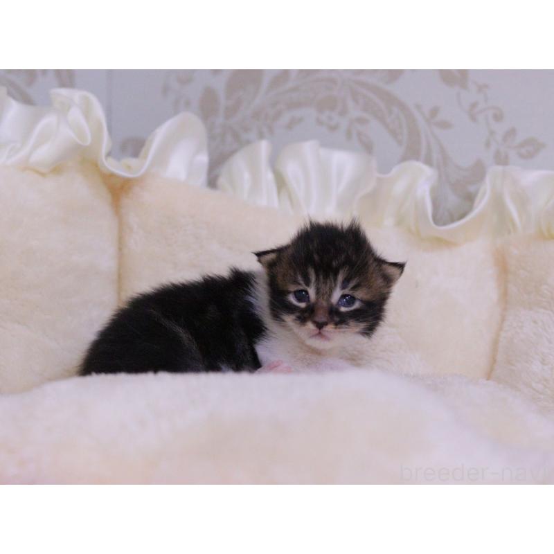 販売中の東京都のメインクーン-132888の4枚目