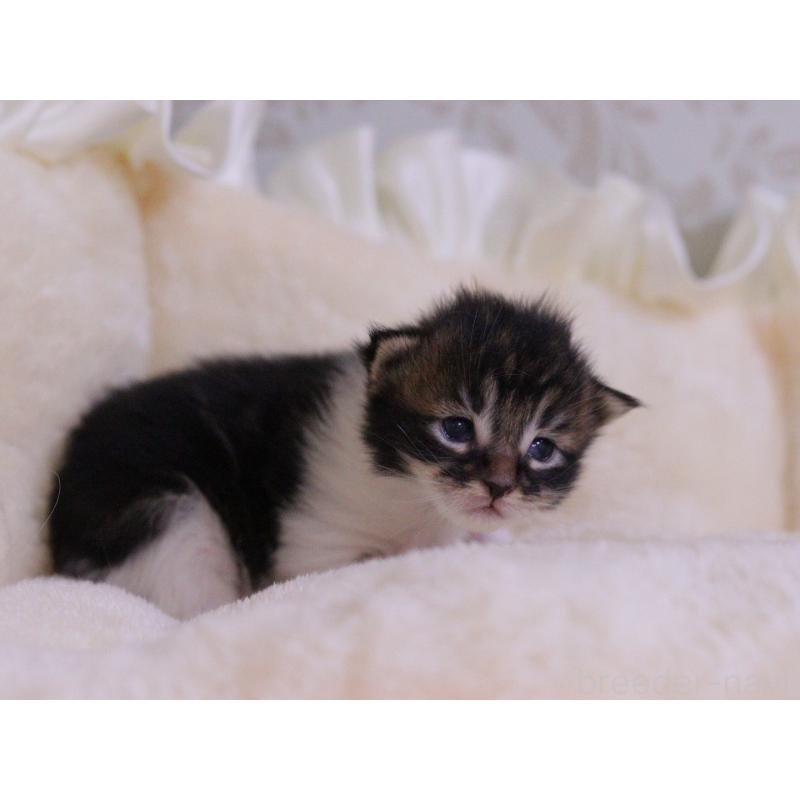 販売中の東京都のメインクーン-132888の3枚目