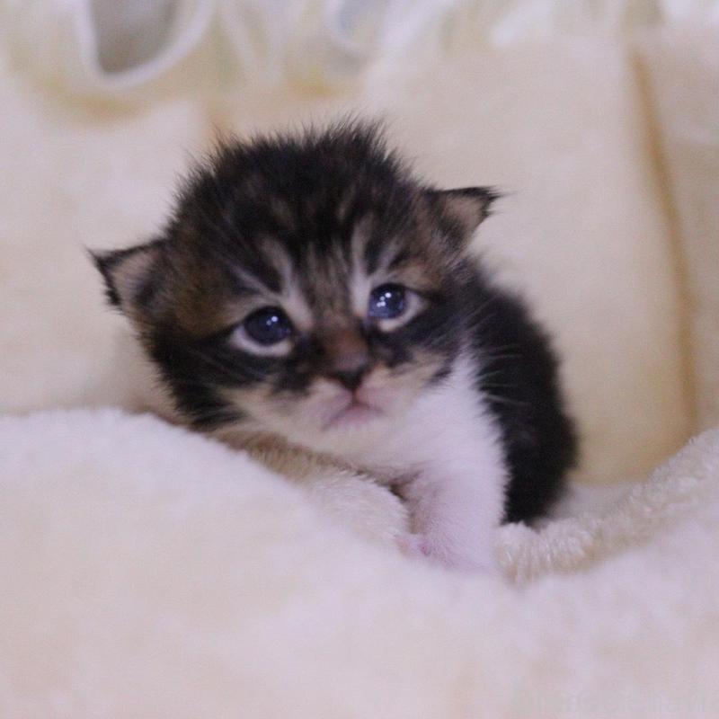 販売中の東京都のメインクーン-132888