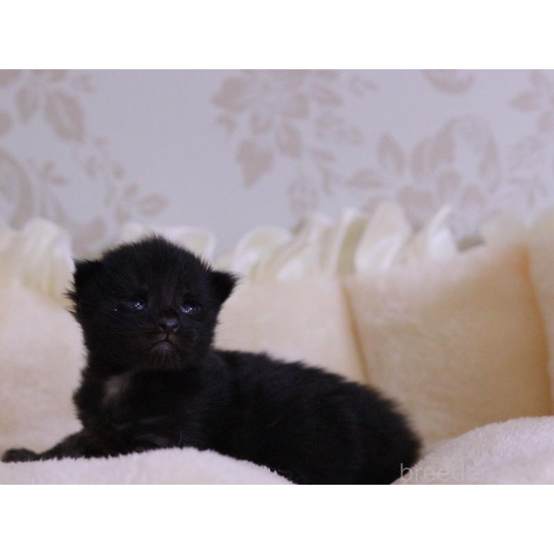 販売中の東京都のメインクーン-132889の5枚目