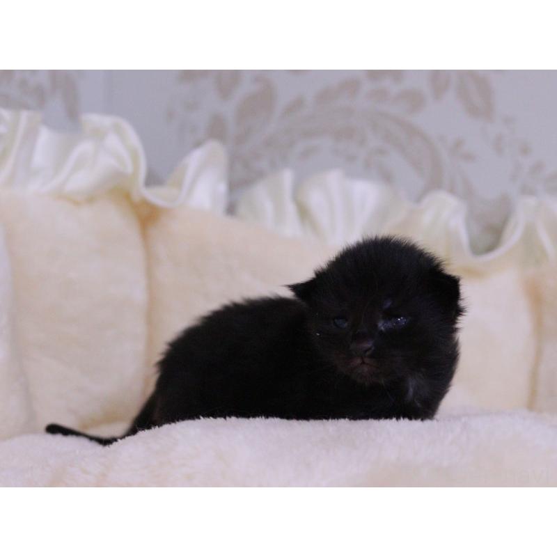 販売中の東京都のメインクーン-132889の4枚目