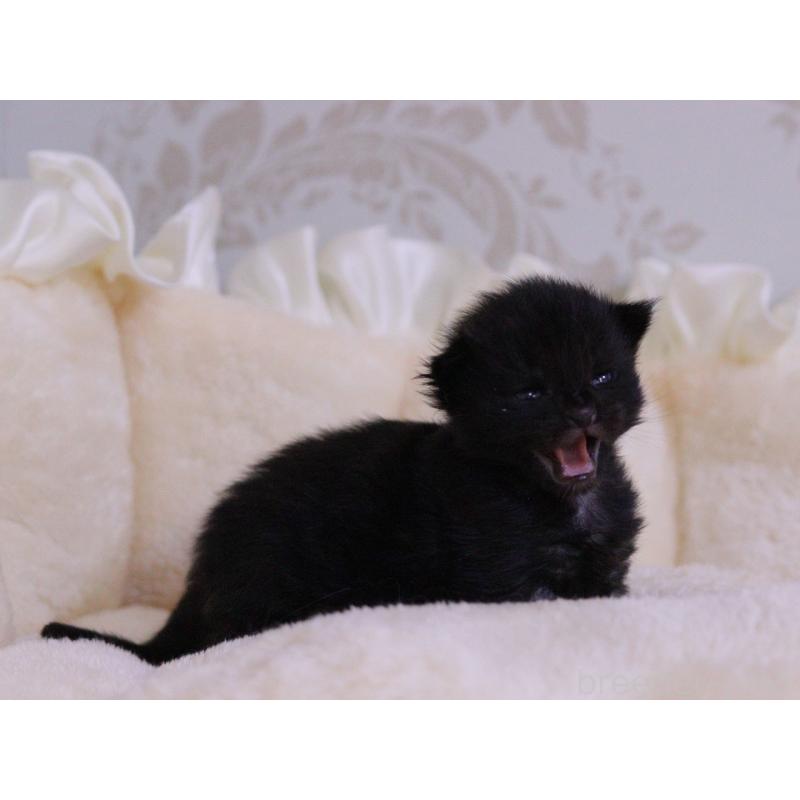 販売中の東京都のメインクーン-132889の3枚目