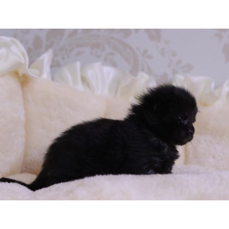 販売中の東京都のメインクーン-132889の2枚目