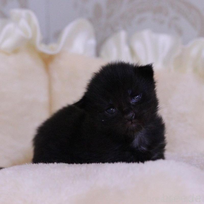 販売中の東京都のメインクーン-132889