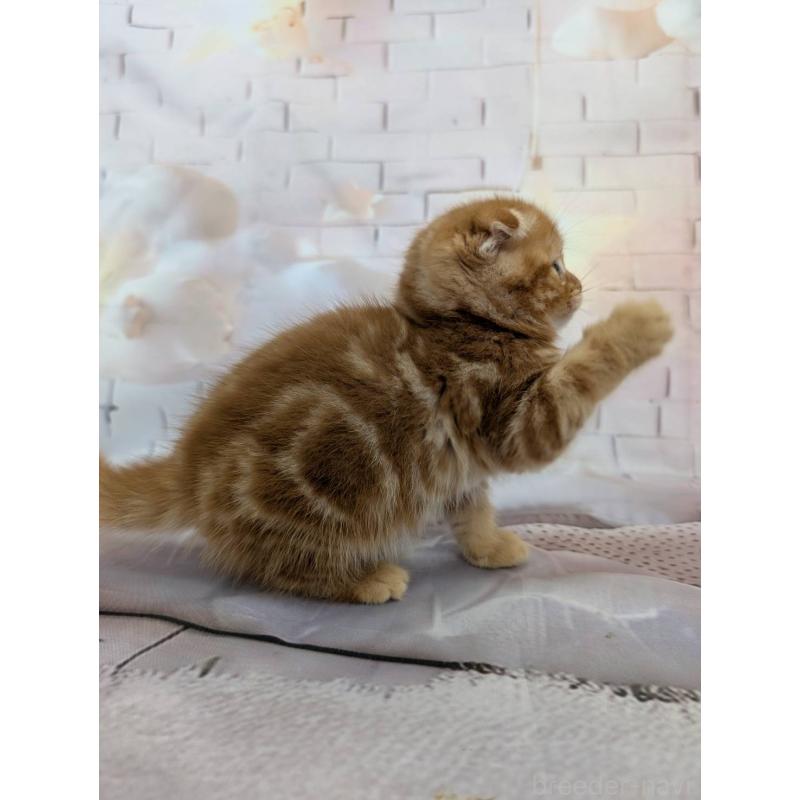 販売中の大阪府のスコティッシュフォールド(折れ耳)-132890の4枚目