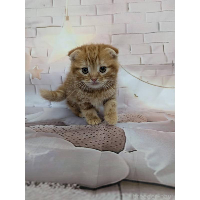 販売中の大阪府のスコティッシュフォールド(折れ耳)-132890の3枚目