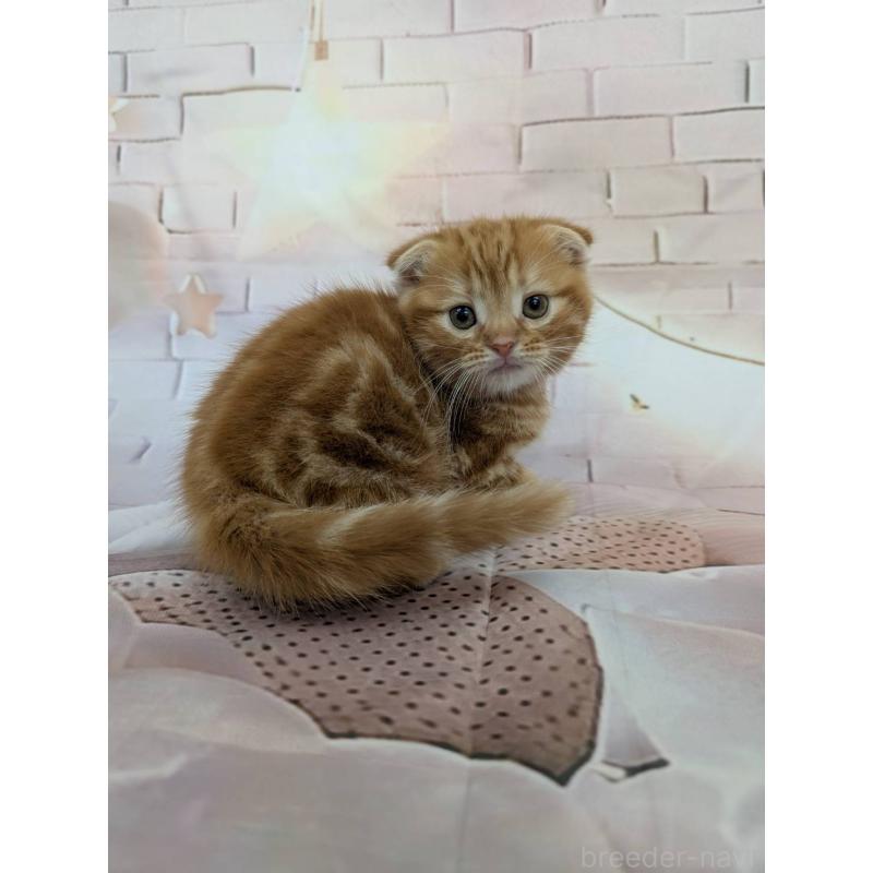 販売中の大阪府のスコティッシュフォールド(折れ耳)-132890の2枚目