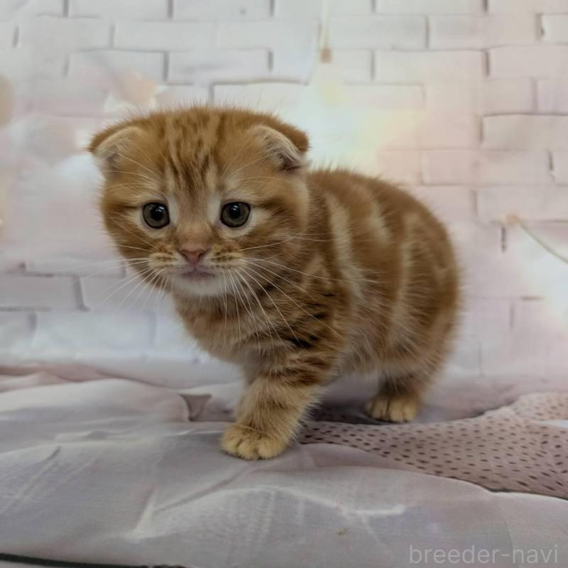 販売中の大阪府のスコティッシュフォールド(折れ耳)-132890