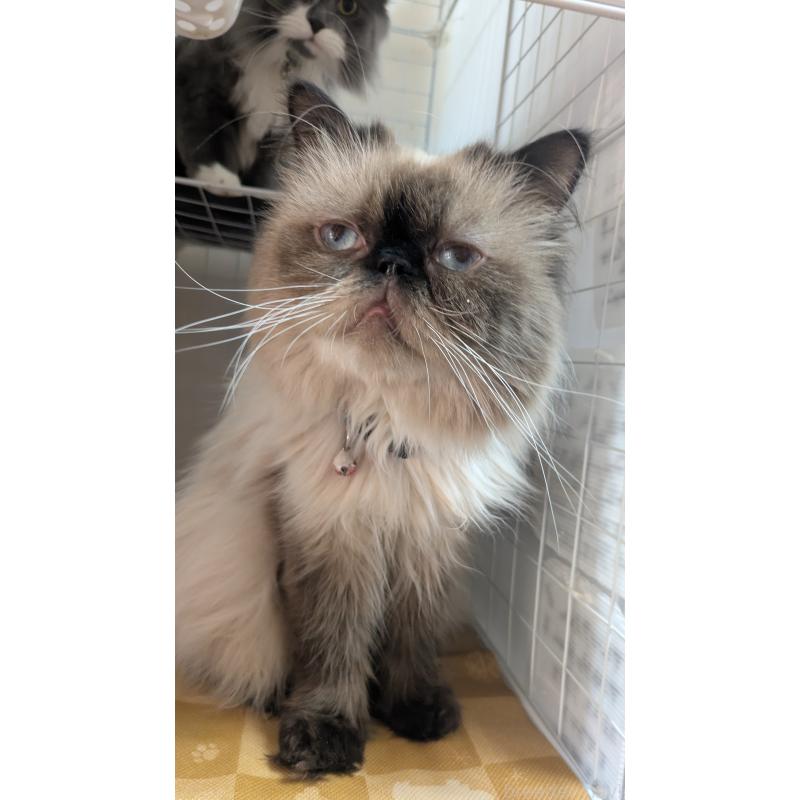 販売中の大阪府のヒマラヤン-91053