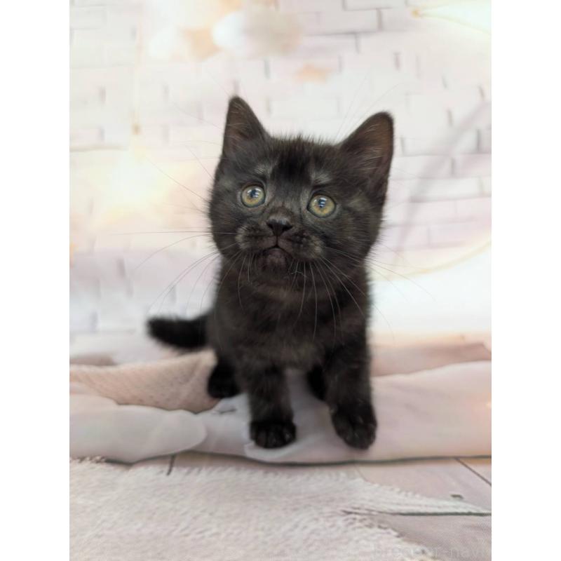 販売中の大阪府のスコティッシュフォールド-132892の4枚目