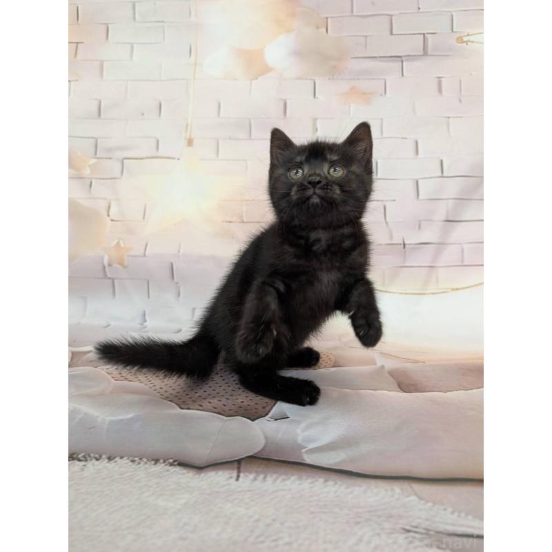 販売中の大阪府のスコティッシュフォールド-132892の3枚目