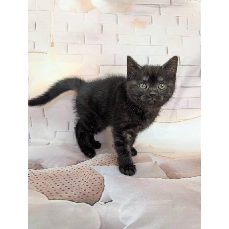 販売中の大阪府のスコティッシュフォールド-132892の2枚目