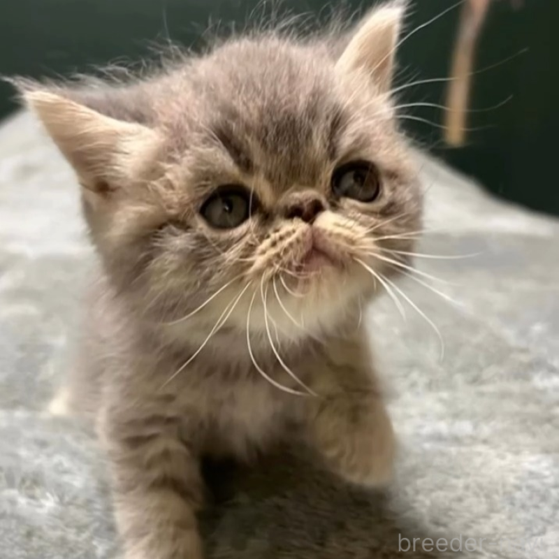 販売中の北海道のエキゾチックショートヘア-132893