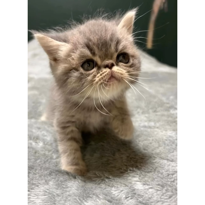 販売中の北海道のエキゾチックショートヘア-132893の2枚目