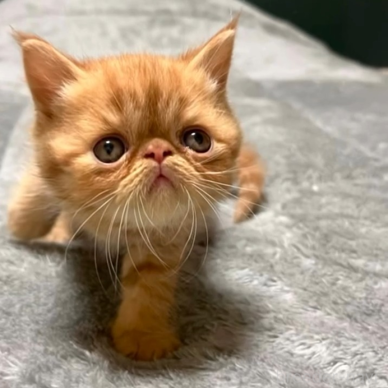 販売中の北海道のエキゾチックショートヘア-132894