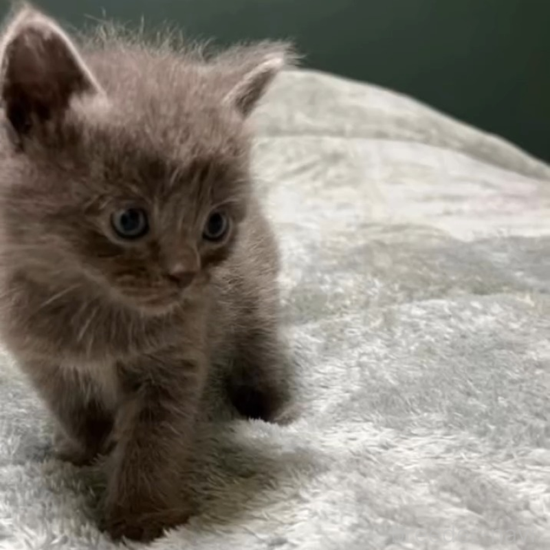 販売中の北海道のミヌエット-132895