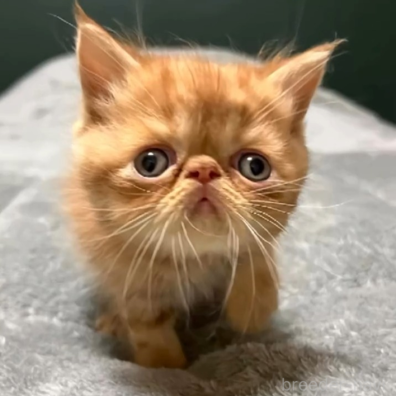 販売中の北海道のエキゾチックショートヘア-132896