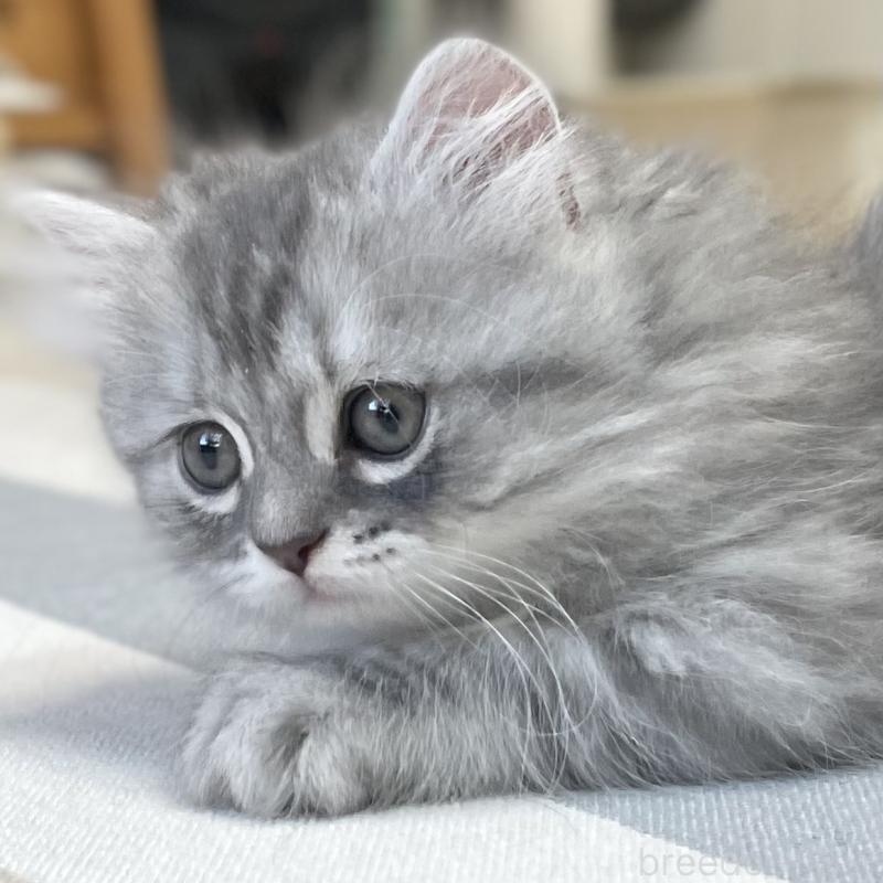 販売中の愛知県のミヌエット-130137