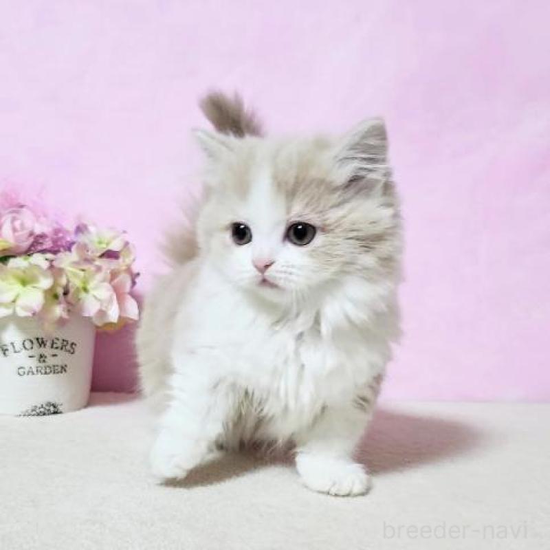 販売中の群馬県のミヌエット(短足)-132897の5枚目