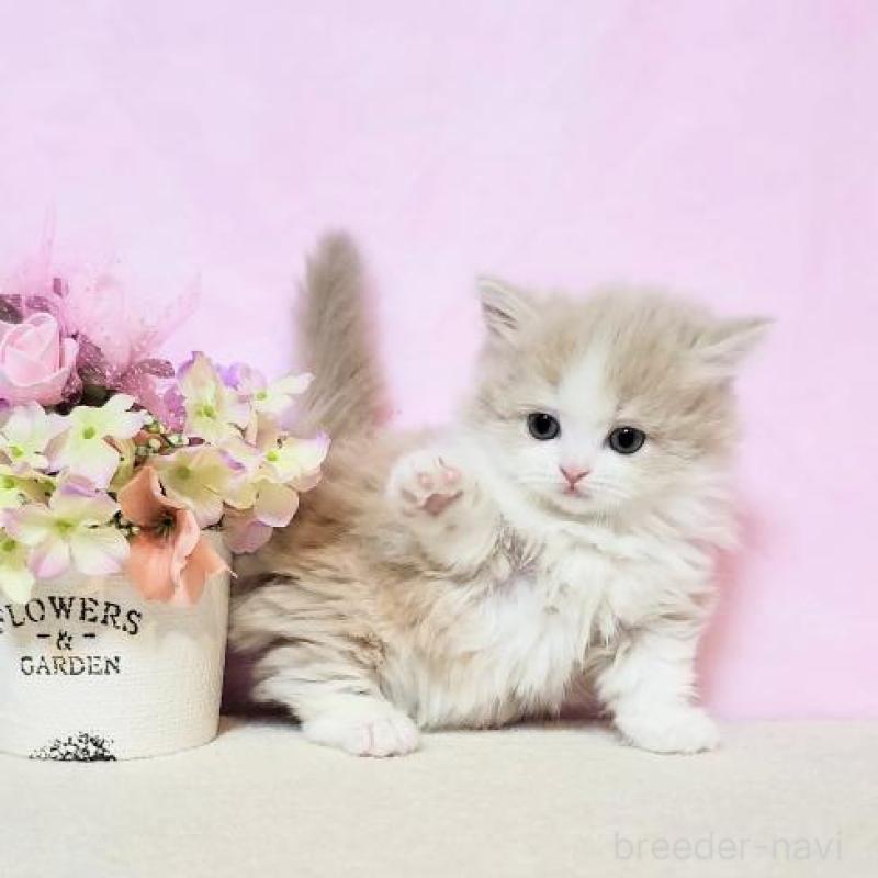 販売中の群馬県のミヌエット(短足)-132897の6枚目