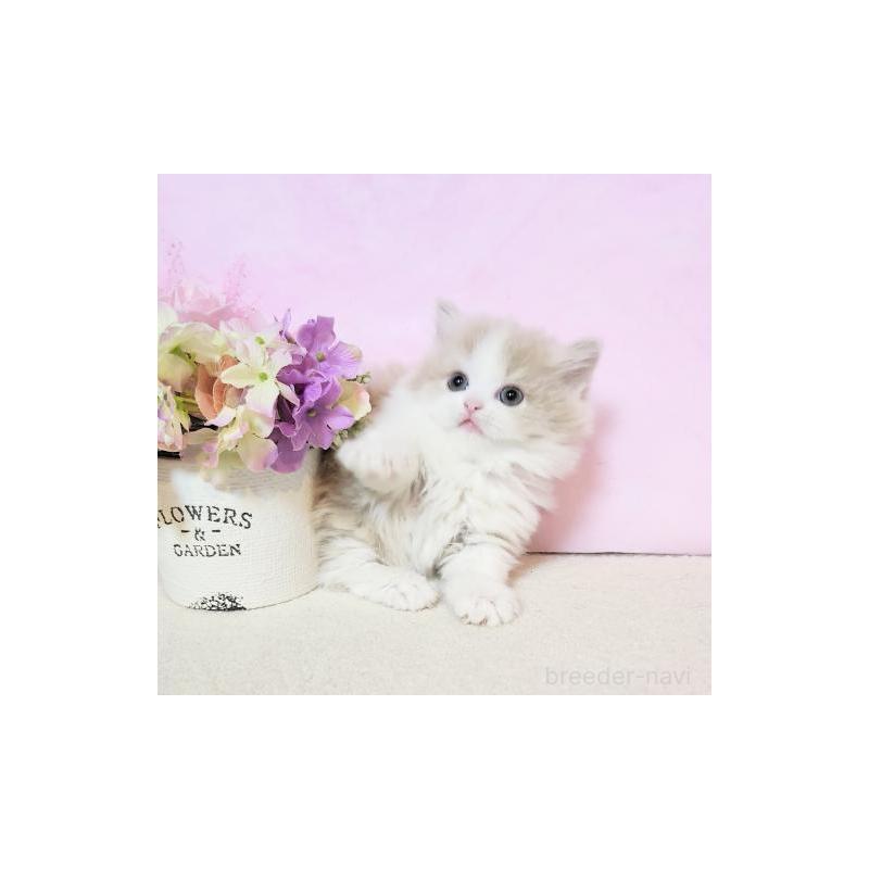 販売中の群馬県のミヌエット(短足)-132897の4枚目