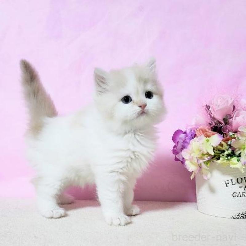 販売中の群馬県のミヌエット-132898の5枚目