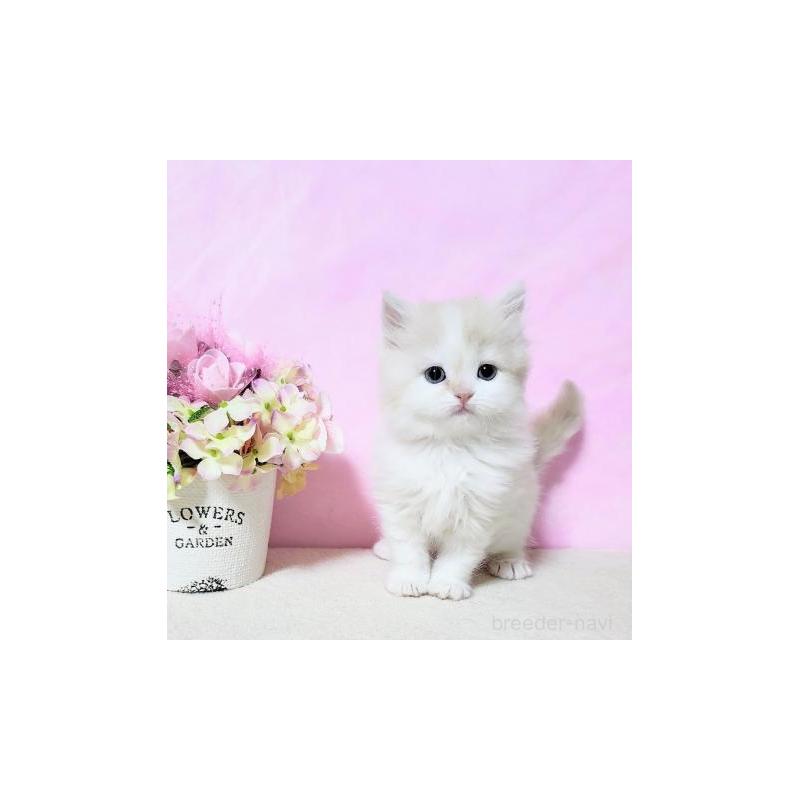 販売中の群馬県のミヌエット-132898の6枚目