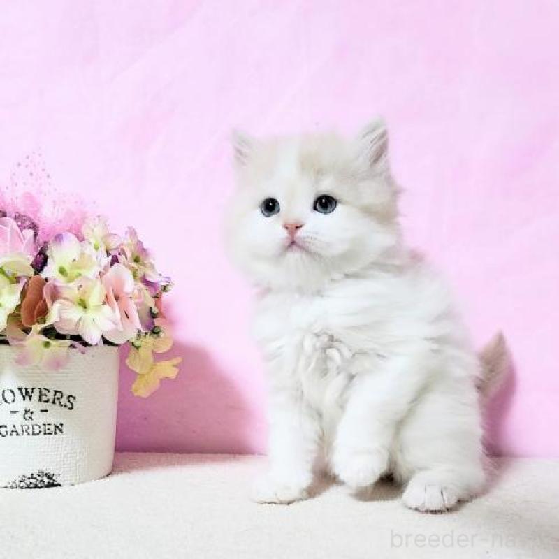 販売中の群馬県のミヌエット-132898の2枚目