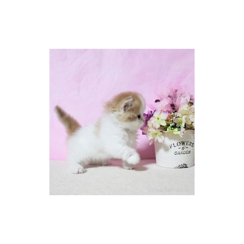 販売中の群馬県のミヌエット(短足)-132899の6枚目