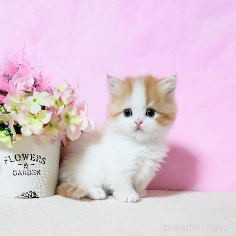 販売中の群馬県のミヌエット(短足)-132899