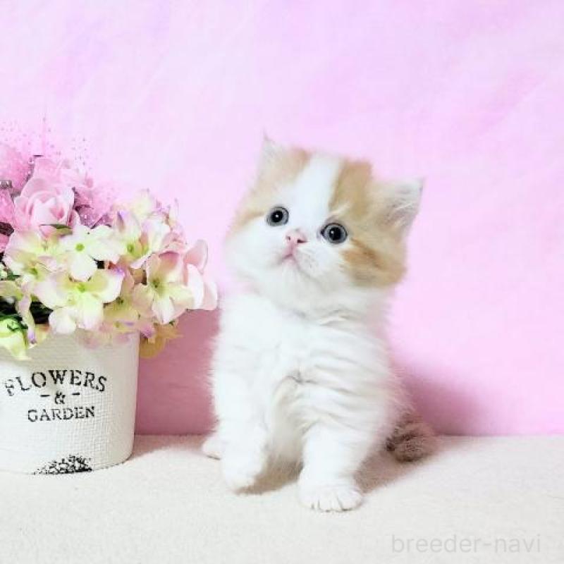 販売中の群馬県のミヌエット(短足)-132899の4枚目