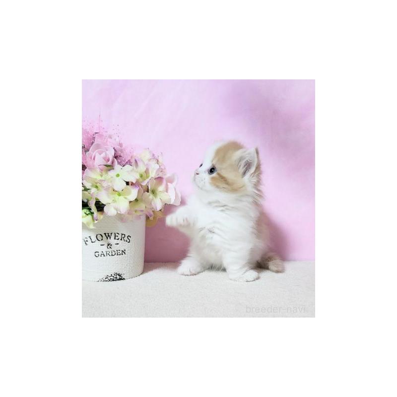 販売中の群馬県のミヌエット(短足)-132899の5枚目