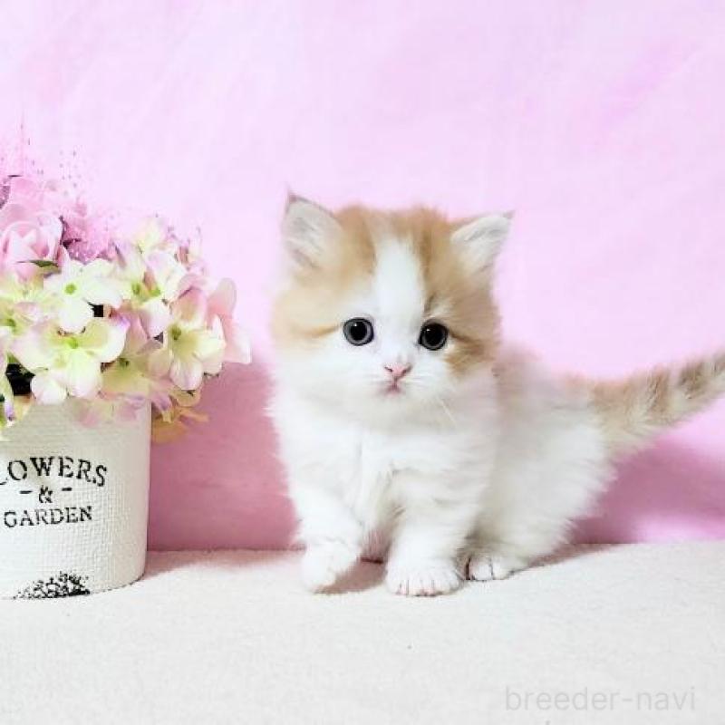 販売中の群馬県のミヌエット(短足)-132899の3枚目