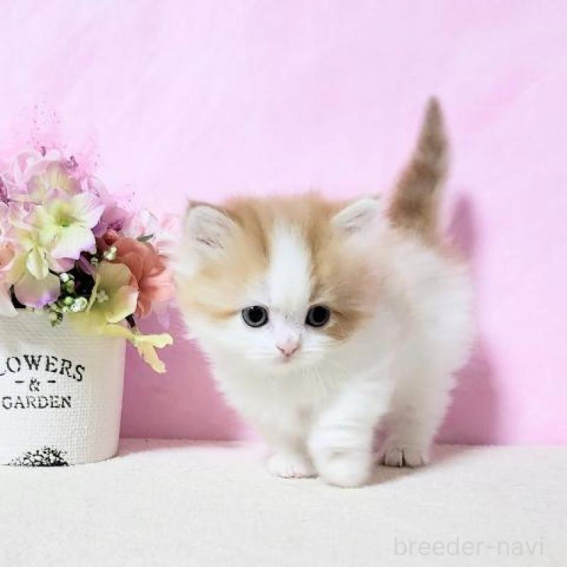 販売中の群馬県のミヌエット(短足)-132899の2枚目