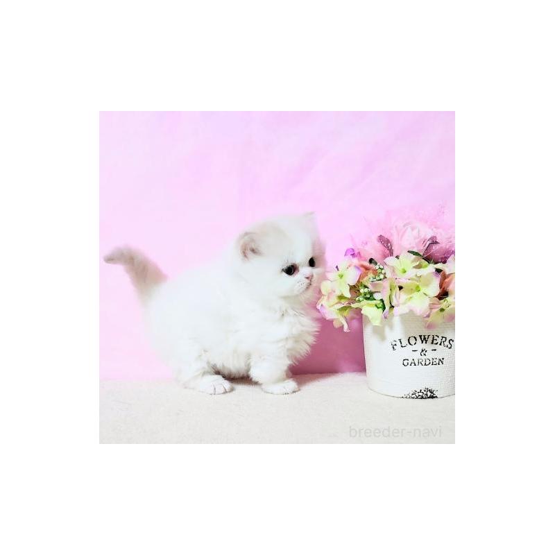 販売中の群馬県のミヌエット(短足)-132900の6枚目