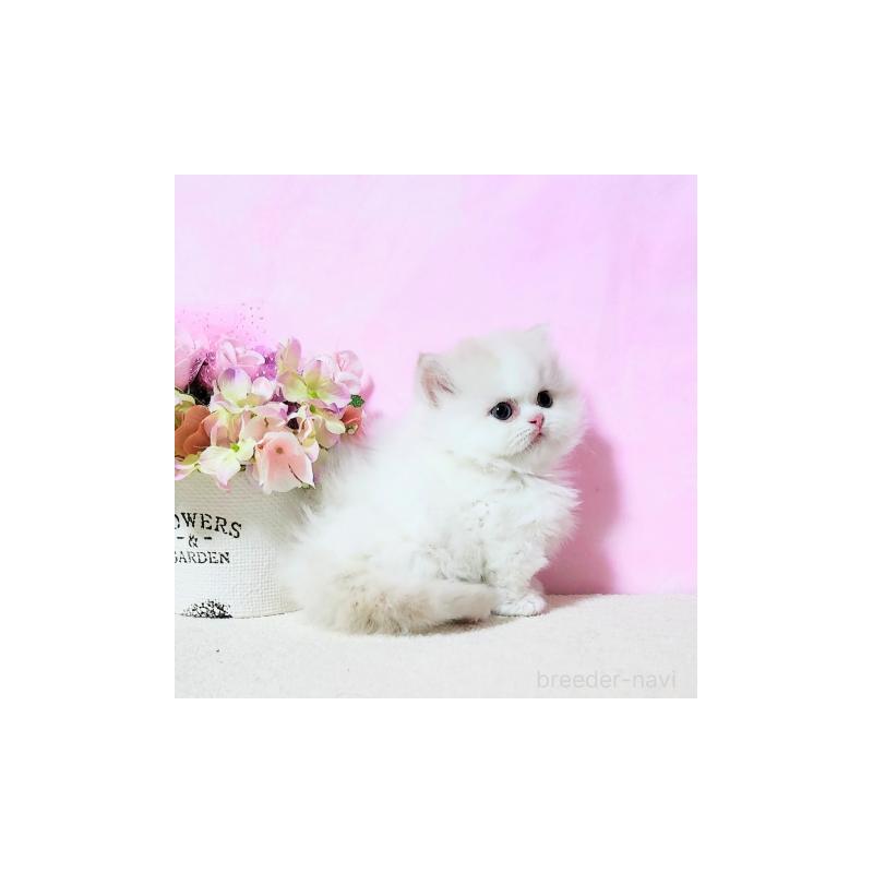 販売中の群馬県のミヌエット(短足)-132900の4枚目