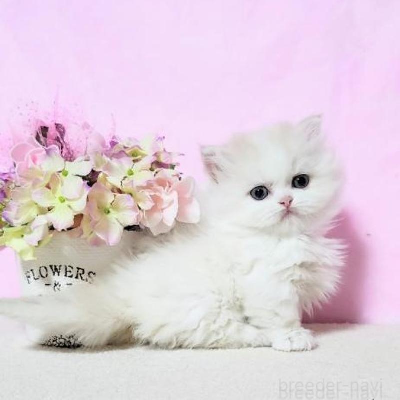 販売中の群馬県のミヌエット(短足)-132900